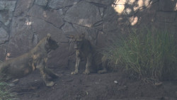 Llegan al Zoológico de Culiacán dos nuevos integrantes