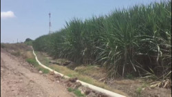 Faltan mas recursos para investigación de nuevas variedades de caña de azúcar
