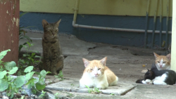 Proliferan gatos en área verde del infonavit El Conchi