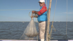 Capturas promedio de 80 y 100 kilogramos de camarón por embarcación en el primer día de pesca