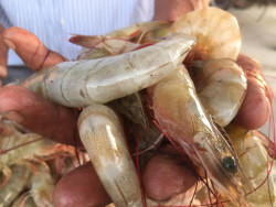Con esperanza y mucha fé pescadores estuarinos inician capturas