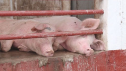 La industria porcícola atraviesa una de sus peores crisis , propiciada por las importaciones de carne de cerdo