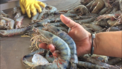 Excelentes capturas de camarón de los ribereños al incursionar en aguas de altamar