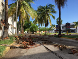 Se llenan de basura y arbustos calles y avenidas