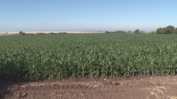 Se pronuncian organizaciones agrícolas por un diálogo rumbo al presupuesto al campo para 2020
