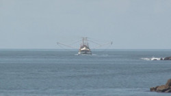 Piden ribereños que los Armadores salgan de su puerto base el día que se abre la temporada del camarón