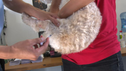 Invitan a campaña de esterilización y adopción de mascotas
