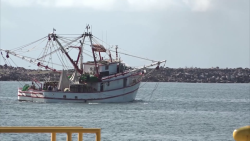 Tristes armadores de Mazatlán ante bajas capturas de camarón