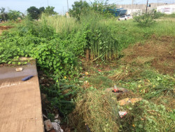 Lleno de maleza y basura canal pluvial del arroyo Jabalines