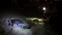 Se pierden al menos 600 nidos de tortugas en Mazatlán