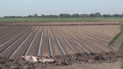 Nuevo Impuesto al Agua dañará la rentabilidad de los productores agrícolas