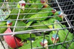 Alarma en México el tráfico y muerte de animales