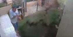 VIDEO: Hombre hace explotar su jardín al tratar de eliminar un nido de cucarachas