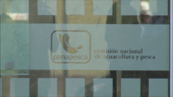 Buscan Diputados federales crear la Secretaría de Pesca para atender demandas del sector
