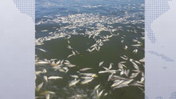 COEPRISS llama a no consumir peces que han aparecido muertos en laguna Las Cabras en Escuinapa