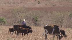 USDA ya tenía el resolutivo para eliminar el estatus sanitario ganadero de Sinaloa, desde el 2018