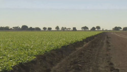 Desmantela el Gobierno Federal todos los programas de apoyo al campo sinaloense