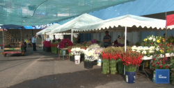 Llegaron las flores de Tuxpan, Michoacán