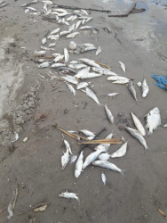 Más de 5 toneladas de peces muertos en Teacapán