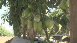 Se requieren recursos para implementar un programa de reconversión de cultivos en Sinaloa