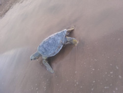 Aparecen tres tortugas muertas en playas de Mazatlán