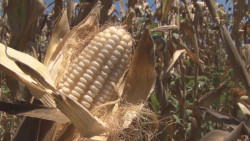 Rechazan productores de Sinaloa iniciativa que obligaría a sembrar solo maíces criollos