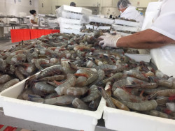 Maquila de camarón incentiva economía de empacadoras