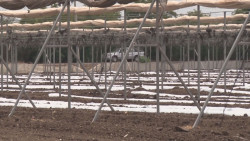 Crecimiento de horticultura protegida en el centro del país, provoca escasez de mano de obra en Sinaloa