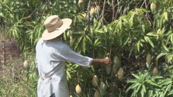 Exhorta CESAVESIN  a horticultores y propietarios de huertas acatar recomendaciones sanitarias