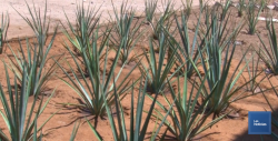 Detonar la región de Bacanora es prioridad para el Gobierno de Sonora