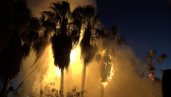 Se incendian palmeras a un costado de tienda de autoservicios