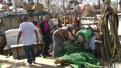 Embarcaciones camaroneras amarradas en puerto, sin posibilidad de otro viaje de pesca