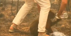 Captan en video cómo mujer rescata a koala de incendio en Australia