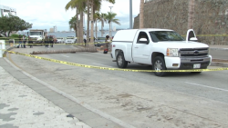 Muere trabajador del ayuntamiento al caerle palmera encima