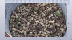 Necesitan productores de cacahuate de Mocorito esquemas de comercialización