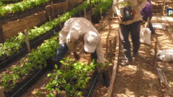 La zona serrana y Cacaxtla pueden beneficiarse con el programa Sembrando Vida