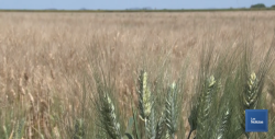 Desarrolla el ITSON bacteria benéfica para la agricultura