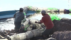 Se revienta la biobarda en Mazatlán