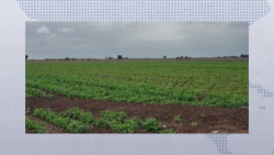 Por daños en frijoles podría mejorar el precio de la leguminosa