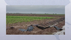 Piden a productores de frijol estar atentos por las neblinas que pueden afectar los cultivos
