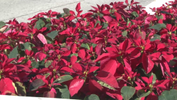 Se roban flores de Nochebuena en Malecón