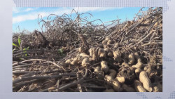 Distribuirán apoyos entre los productores de cacahuate de Mocorito