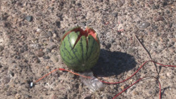 Con una sandia muestras explosión que produce un cohete