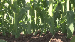 El acuerdo del T-MEC deja por fuera la producción de granos en México