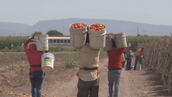Afectados los trabajadores migrantes con los subsidios que fueron eliminados para jornaleros