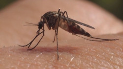 Se incrementan los casos de dengue