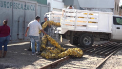 Se fortalece la 'amiga ambiental' de Mazatlán