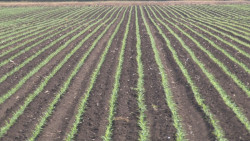 Poco mas de 447 mil 500 hectáreas han sido sembradas en el actual ciclo agrícola
