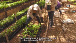 Destinarán mas de 600 mdp para el Programa Sembrando Vida en Sinaloa