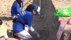 Evitan que 65 mil 625 colillas lleguen al mar en Mazatlán
